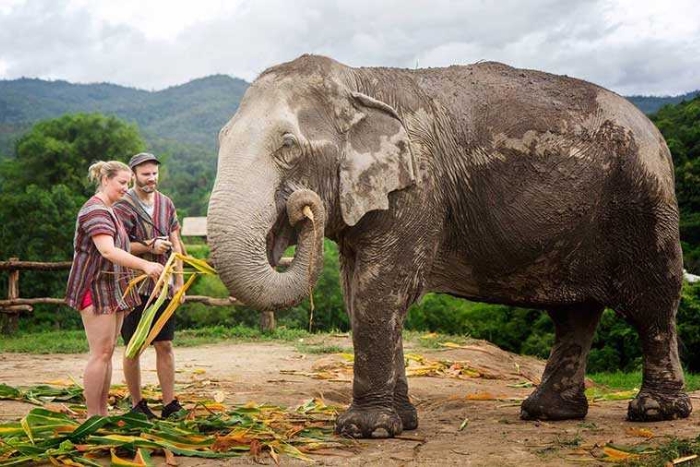 Explorez la vie des animaux au Elephant Care Center
